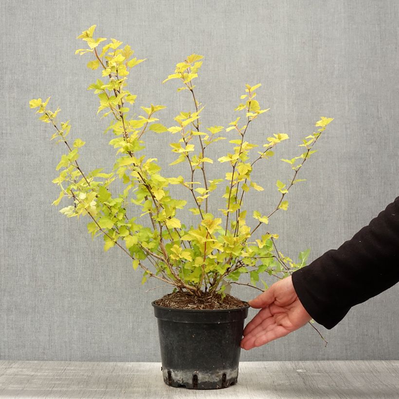 Example of Physocarpus opulifolius Nugget - Blaasspirea Pot van 3 l/4 l as you get in printemps