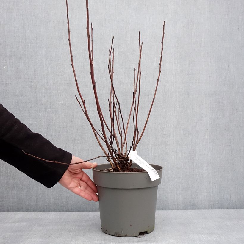 Exemplaar van Physocarpus opulifolius Panther - Physocarpe Pot de 4L/5L zoals geleverd in de winter
