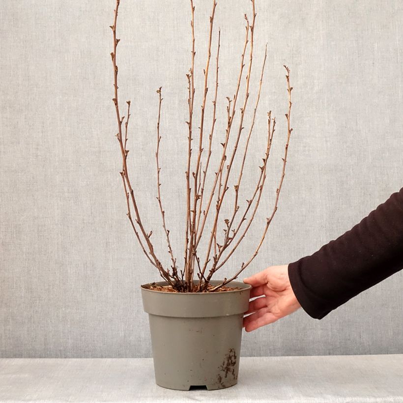 Exemplaar van Physocarpus opulifolius Panther - Blaasspirea Pot van 4 l/5 l zoals geleverd in de lente