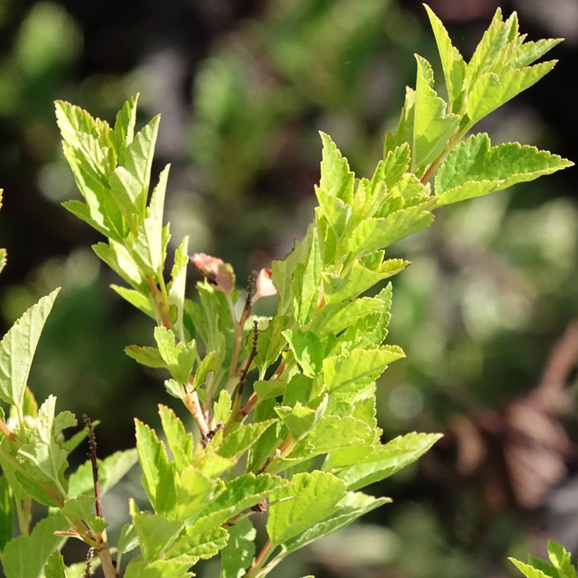Physocarpus opulifolius Raspberry Lemonade - Blaasspirea (Blad)