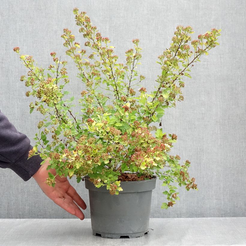 Example of Physocarpus opulifolius Raspberry Lemonade - Blaasspirea Pot van 3 l/4 l as you get in printemps