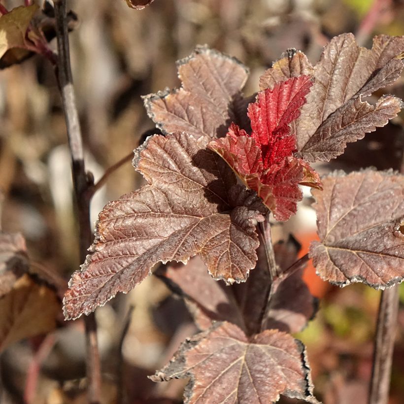 Physocarpus opulifolius Red Baron - Blaasspirea (Blad)