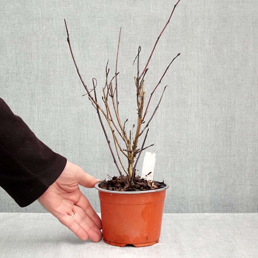 Exemplaar van Physocarpus opulifolius Red Baron - Blaasspirea Kweekpotje van 8/9 cm zoals geleverd in de herfst
