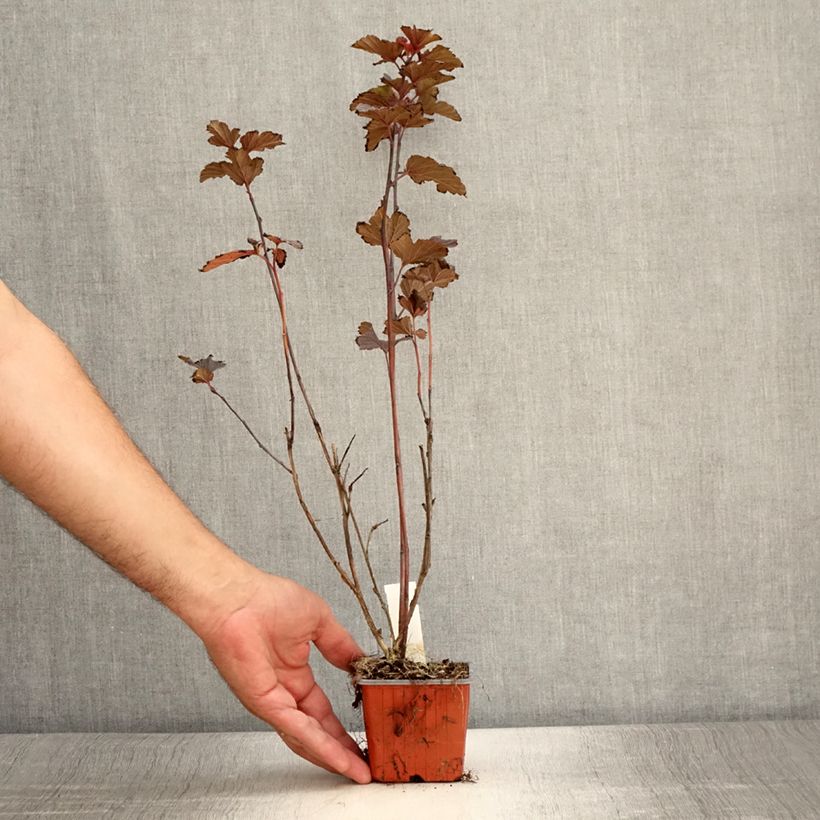Exemplaar van Physocarpus opulifolius Red Baron - Blaasspirea Kweekpotje van 8/9 cm zoals geleverd in de zomer