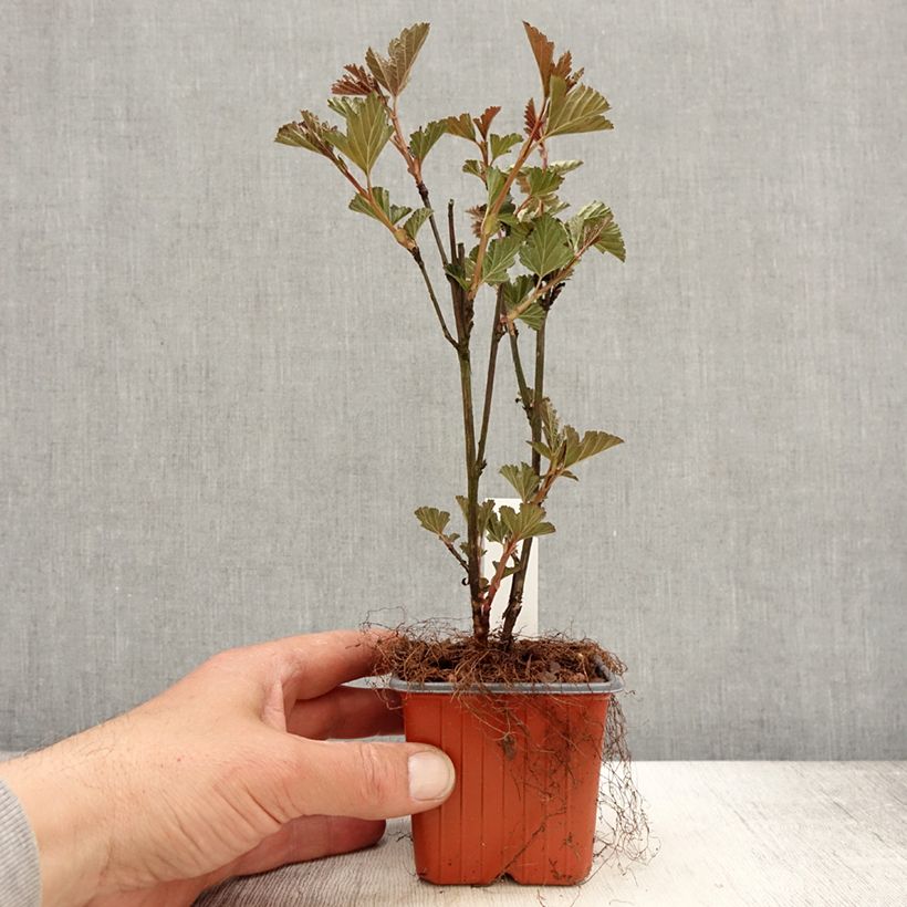 Exemplaar van Physocarpus opulifolius Red Baron - Blaasspirea Kweekpotje van 8/9 cm zoals geleverd in de lente