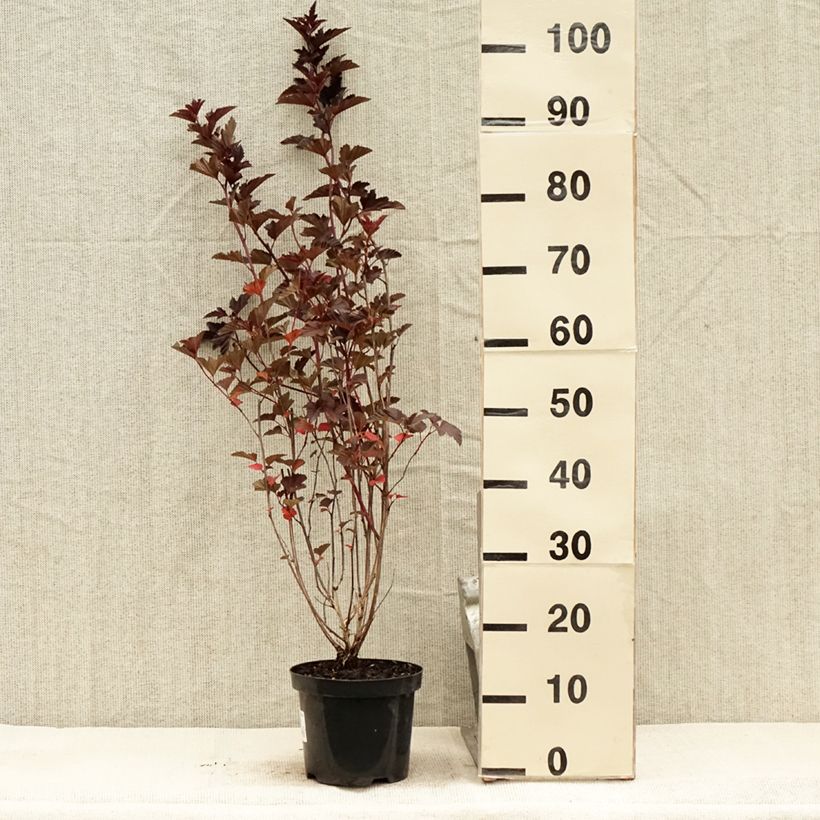 Exemplaar van Physocarpus opulifolius Red Baron - Blaasspirea Pot van 2 l/3 l zoals geleverd in de zomer