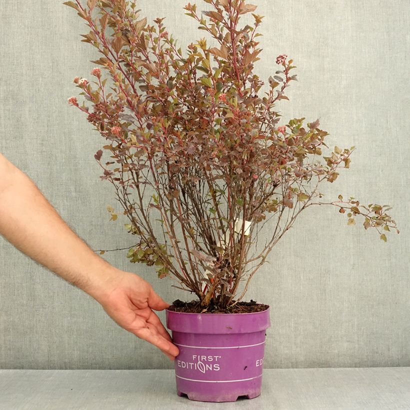 Exemplaar van Physocarpus opulifolius Spicy Devil - Blaasspirea Pot van 3 l/4 l zoals geleverd in de zomer