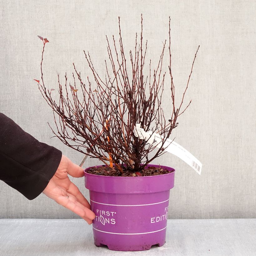 Example of Physocarpus opulifolius Spicy Devil - Blaasspirea Pot van 3 l/4 l as you get in hiver