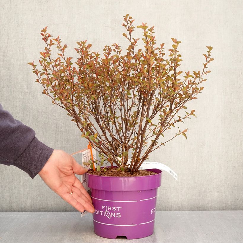 Exemplaar van Physocarpus opulifolius Spicy Devil - Blaasspirea Pot van 3 l/4 l zoals geleverd in de lente