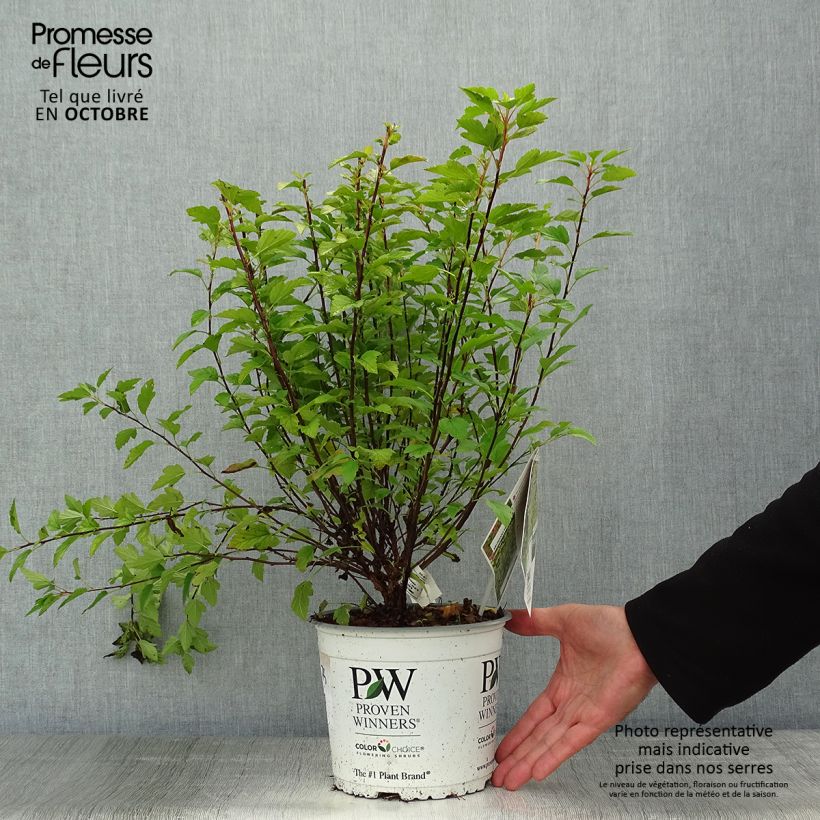 Exemplaar van Physocarpus opulifolius Tiny Wine Gold - Blaasspirea Pot van 2 l/3 l zoals geleverd in de herfst