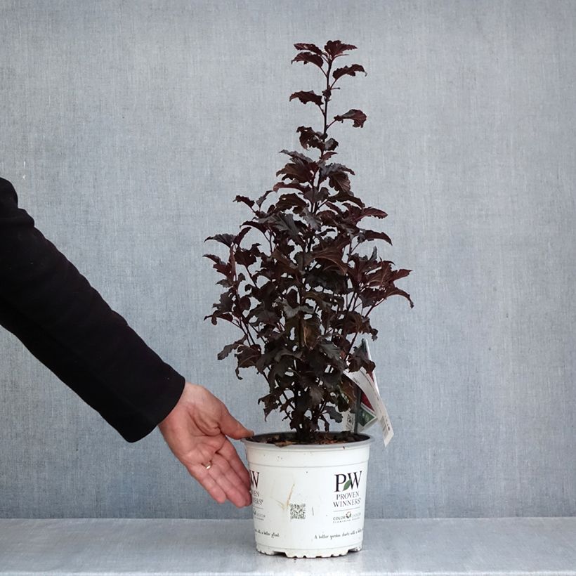Exemplaar van Physocarpus opulifolius Tiny Wine - Blaasspirea Pot van 3 l/4 l zoals geleverd in de herfst