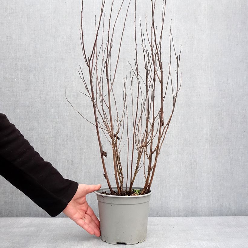 Exemplaar van Physocarpus opulifolius Tiny Wine - Physocarpe à feuilles d'obier Pot de 3L/4L zoals geleverd in de winter