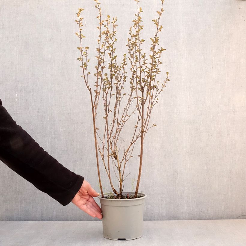 Example of Physocarpus opulifolius Tiny Wine - Blaasspirea Pot van 3 l/4 l as you get in printemps