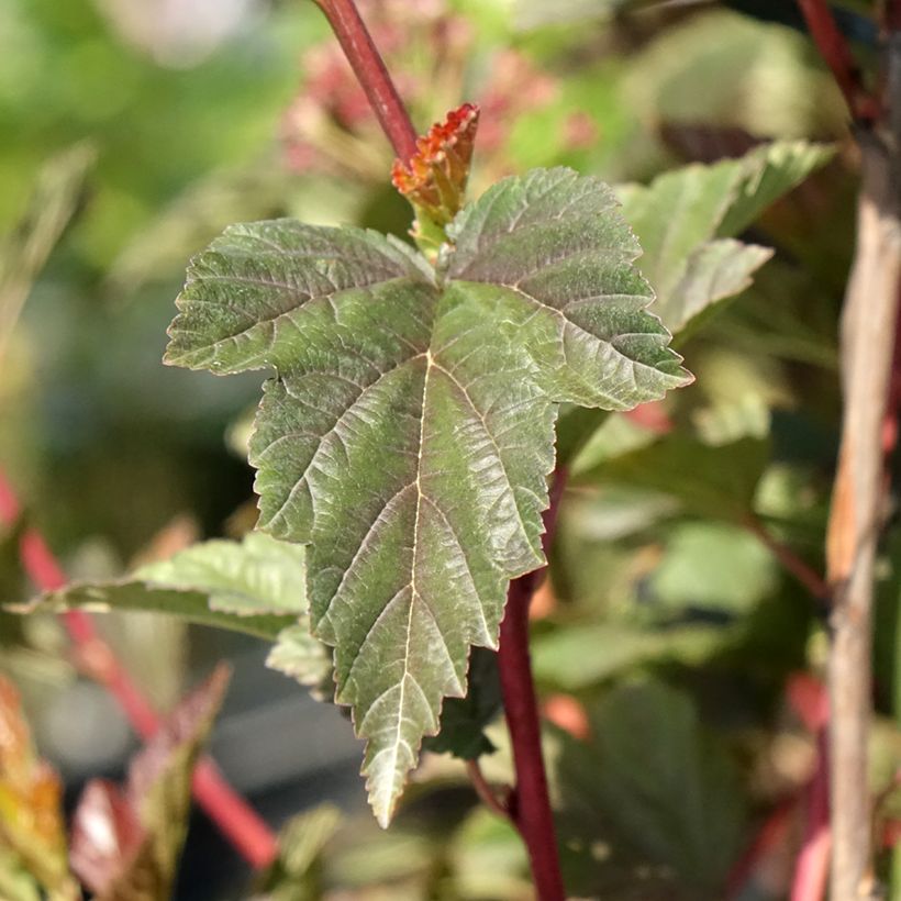 Physocarpus opulifolius Zdechovice - Blaasspirea (Blad)