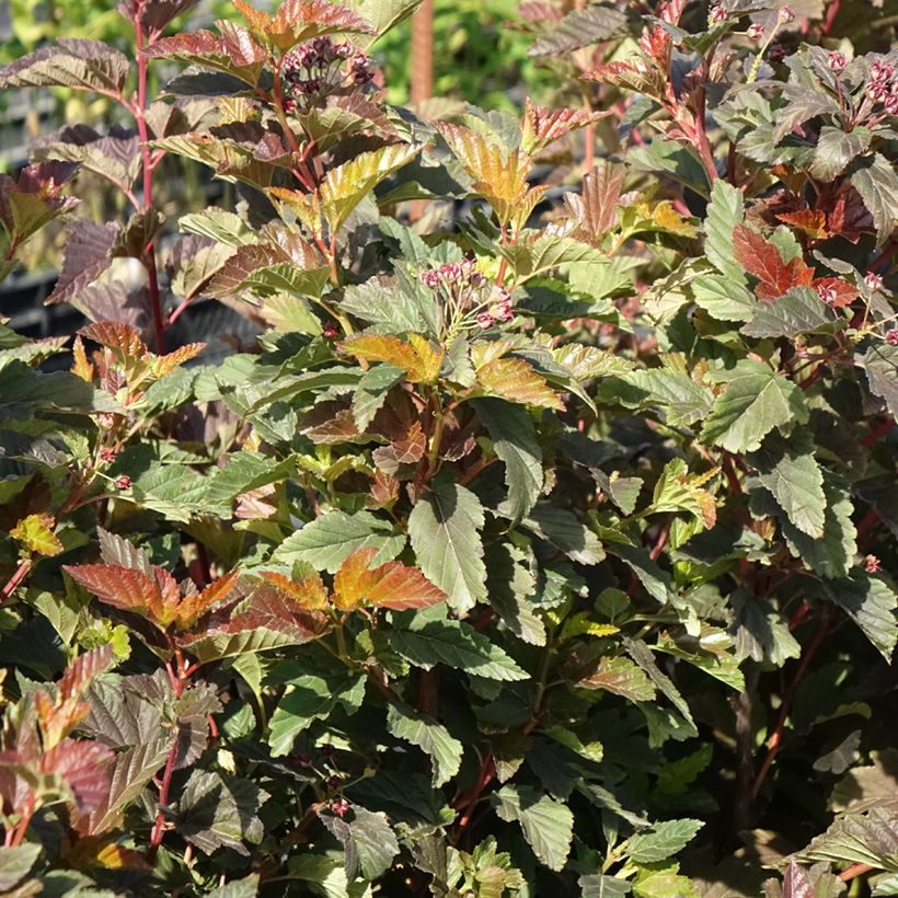 Physocarpus opulifolius Zdechovice - Blaasspirea (Groeiplaats)