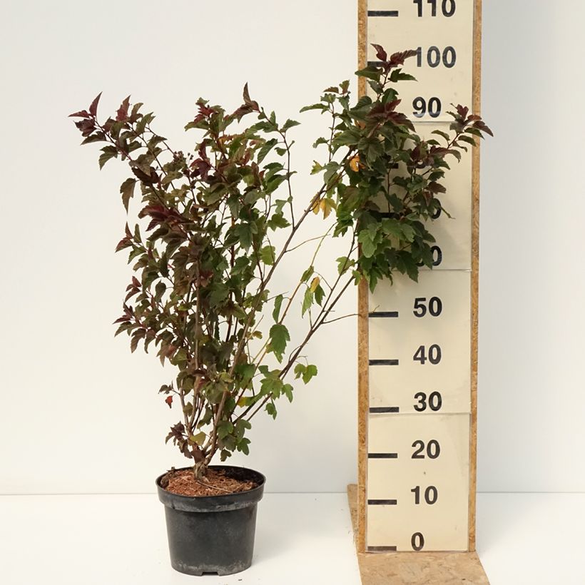 Exemplaar van Physocarpus opulifolius Zdechovice - Blaasspirea Pot van 3 l/4 l zoals geleverd in de zomer