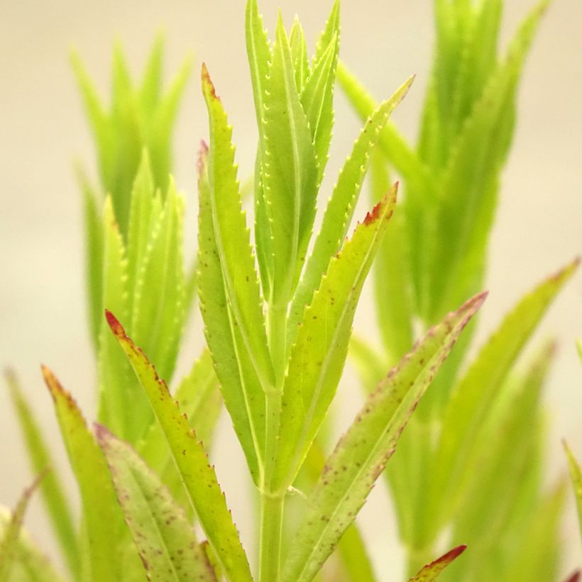 Physostegia virginiana Red Beauty - Scharnierbloem (Blad)