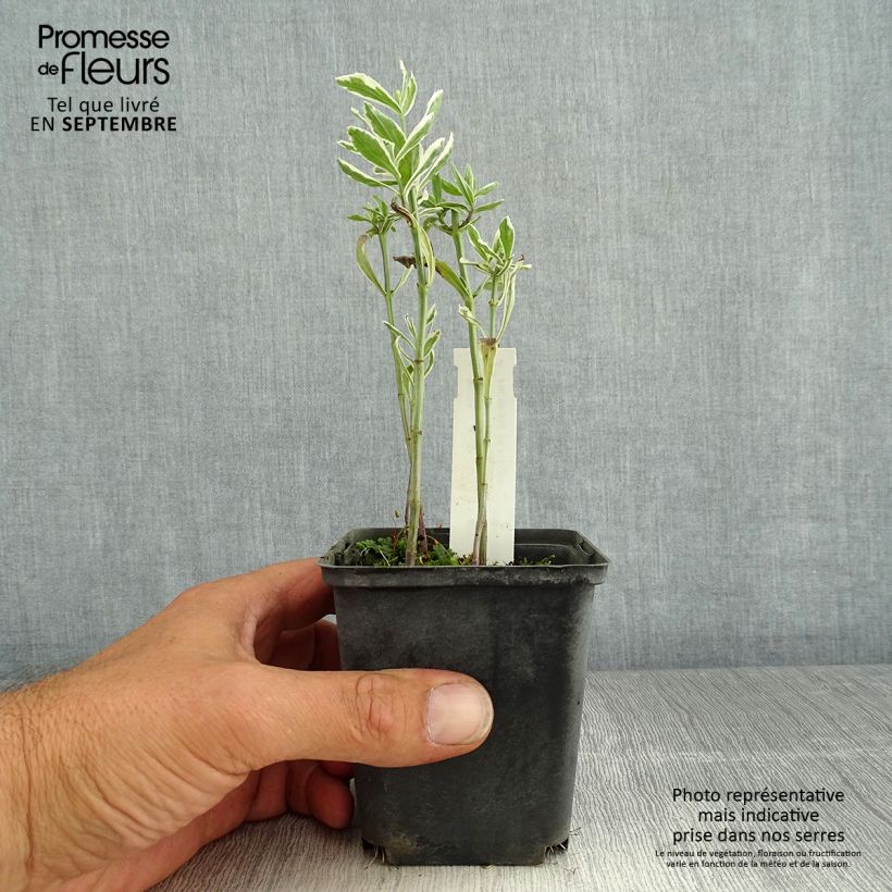 Exemplaar van Physostegia virginiana Variegata - Scharnierbloem Kweekpotje van 8/9 cm zoals geleverd in de zomer