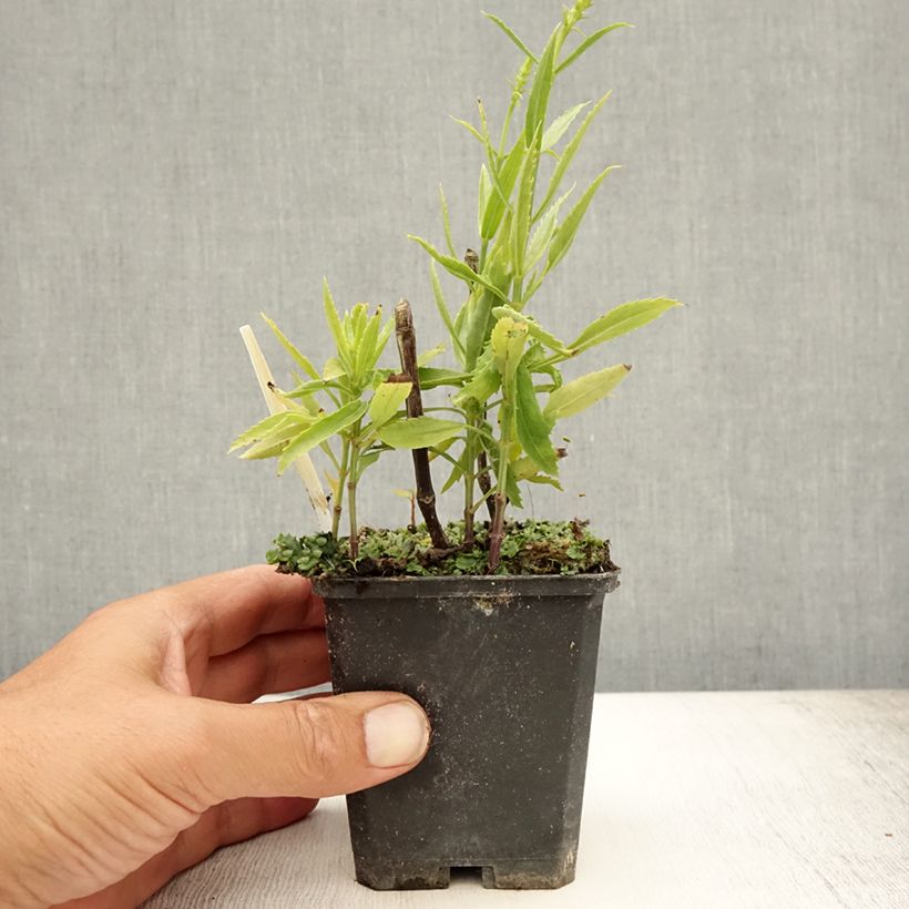 Exemplaar van Physostegia virginiana Vivid - Scharnierbloem Kweekpotje van 8/9 cm zoals geleverd in de zomer
