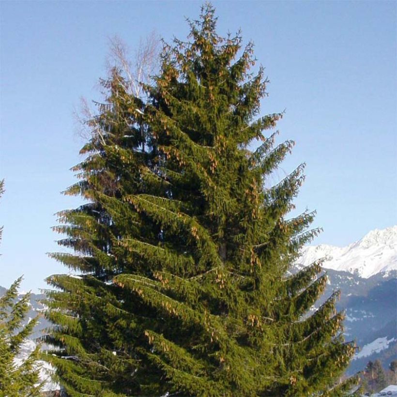 Picea abies - Fijnspar (Groeiplaats)