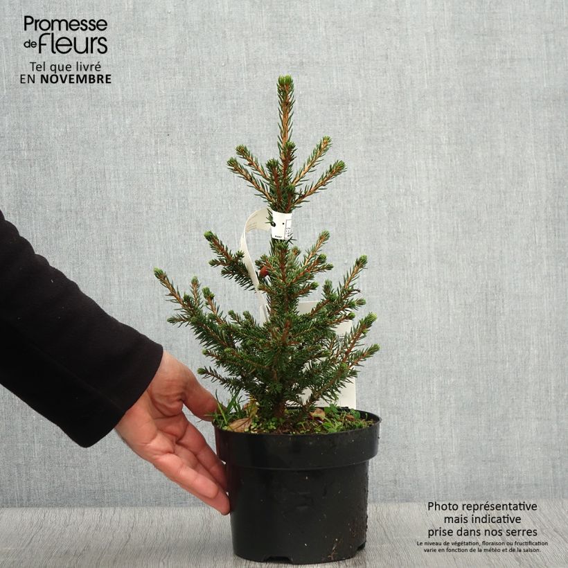Exemplaar van Picea abies Will's Zwerg - Fijnspar Pot van 2 l/3 l zoals geleverd in de herfst