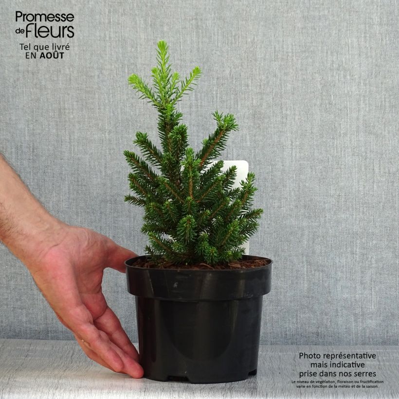 Exemplaar van Picea abies Will's Zwerg - Fijnspar Pot van 2 l/3 l zoals geleverd in de zomer