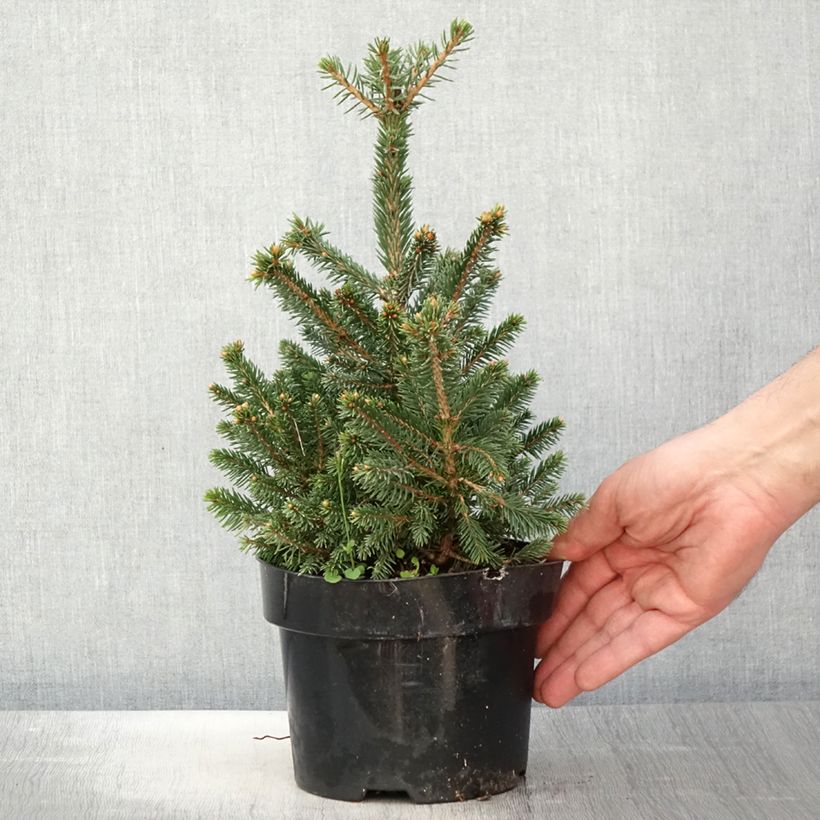 Example of Picea abies Will's Zwerg - Fijnspar Pot van 2 l/3 l as you get in printemps