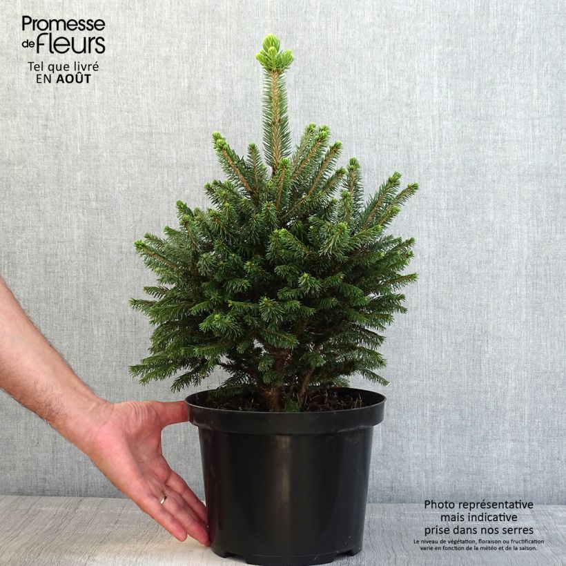 Exemplaar van Picea abies Will's Zwerg - Fijnspar Pot van 7,5 l/10 l zoals geleverd in de zomer