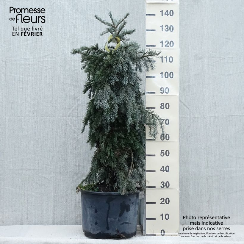 Exemplaar van Picea breweriana - Epicéa de Brewer Pot de 3L/4L zoals geleverd in de winter