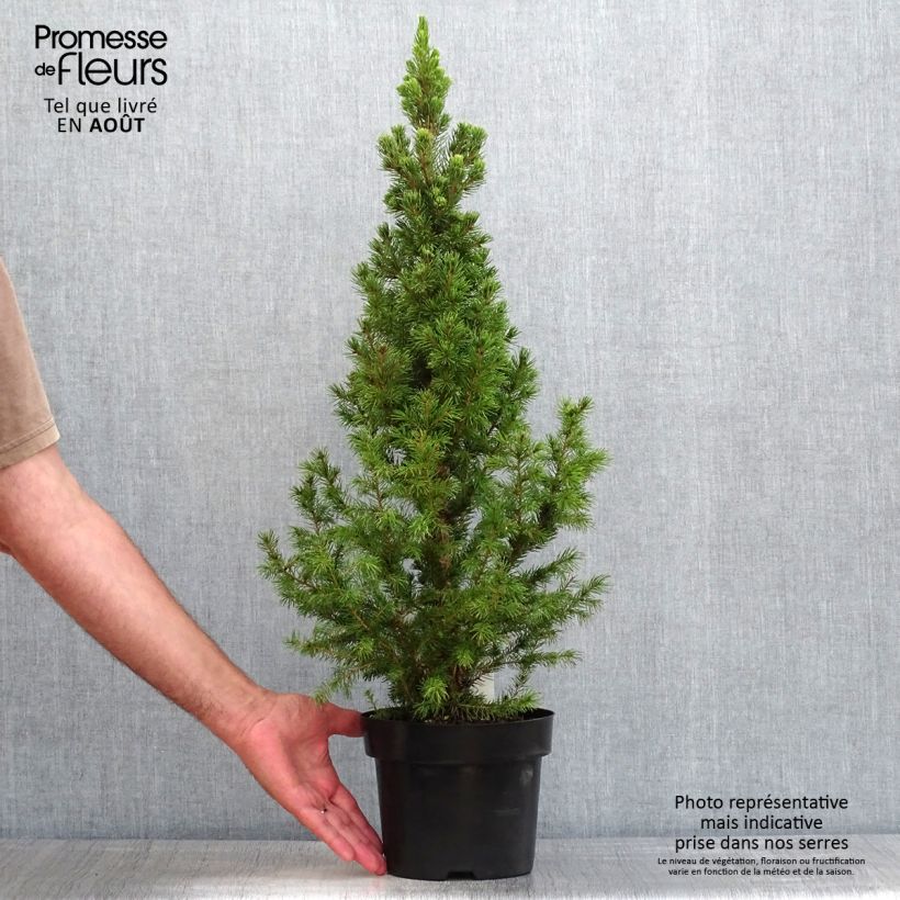 Exemplaar van Picea glauca December - Witte spar Pot van 3 l/4 l zoals geleverd in de zomer