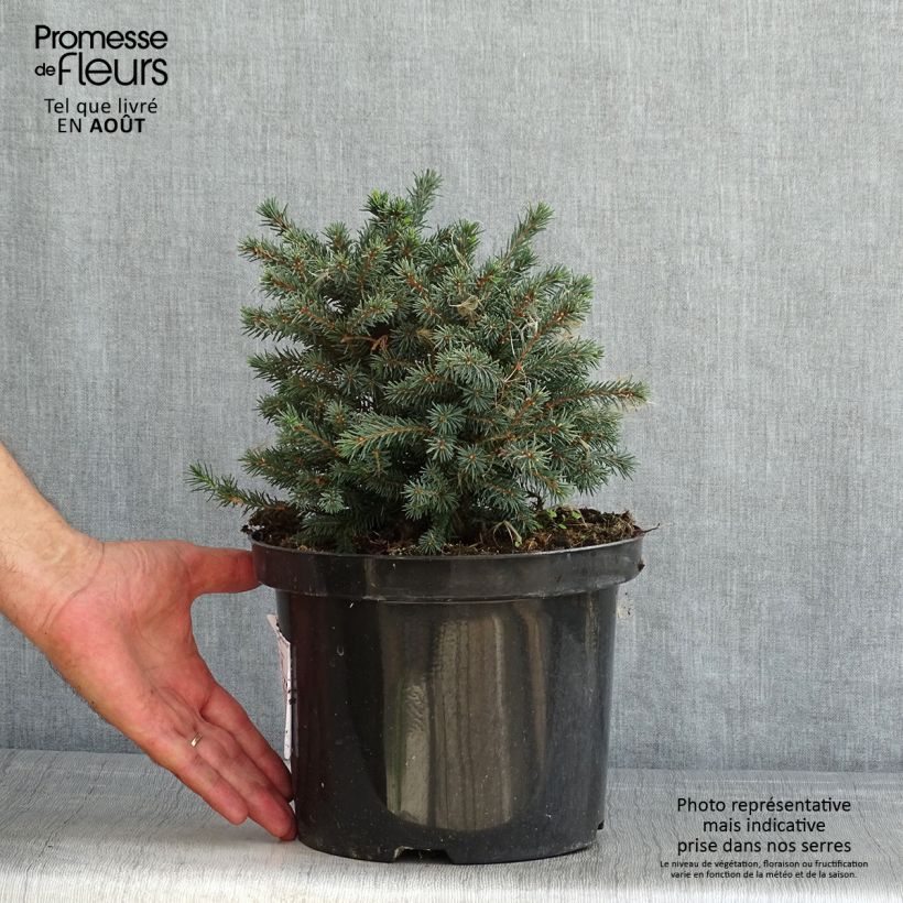 Exemplaar van Picea glauca Echiniformis Echt - Witte spar Pot van 4 l/5 l zoals geleverd in de zomer