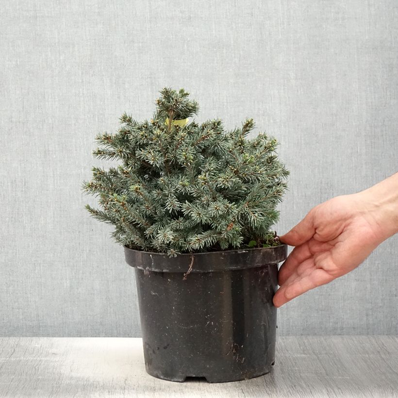 Example of Picea glauca Echiniformis Echt - Witte spar Pot van 4 l/5 l as you get in printemps