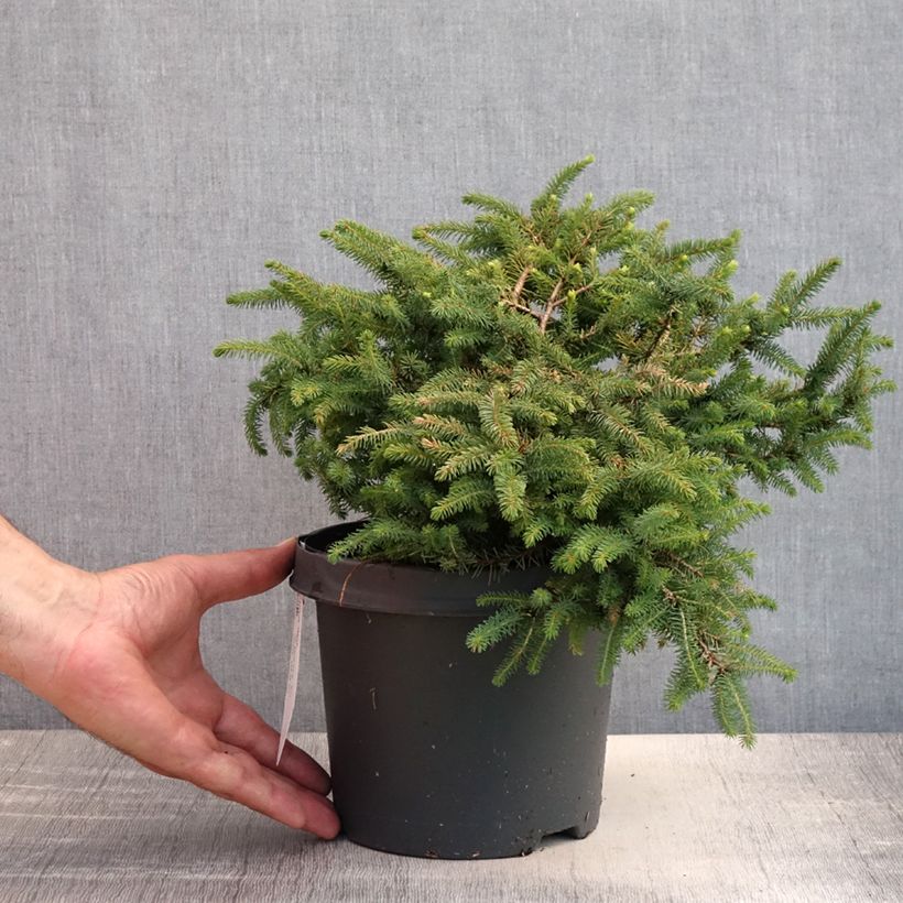 Exemplaar van Picea mariana Nana - Zwarte spar Pot van 2 l/3 l zoals geleverd in de zomer