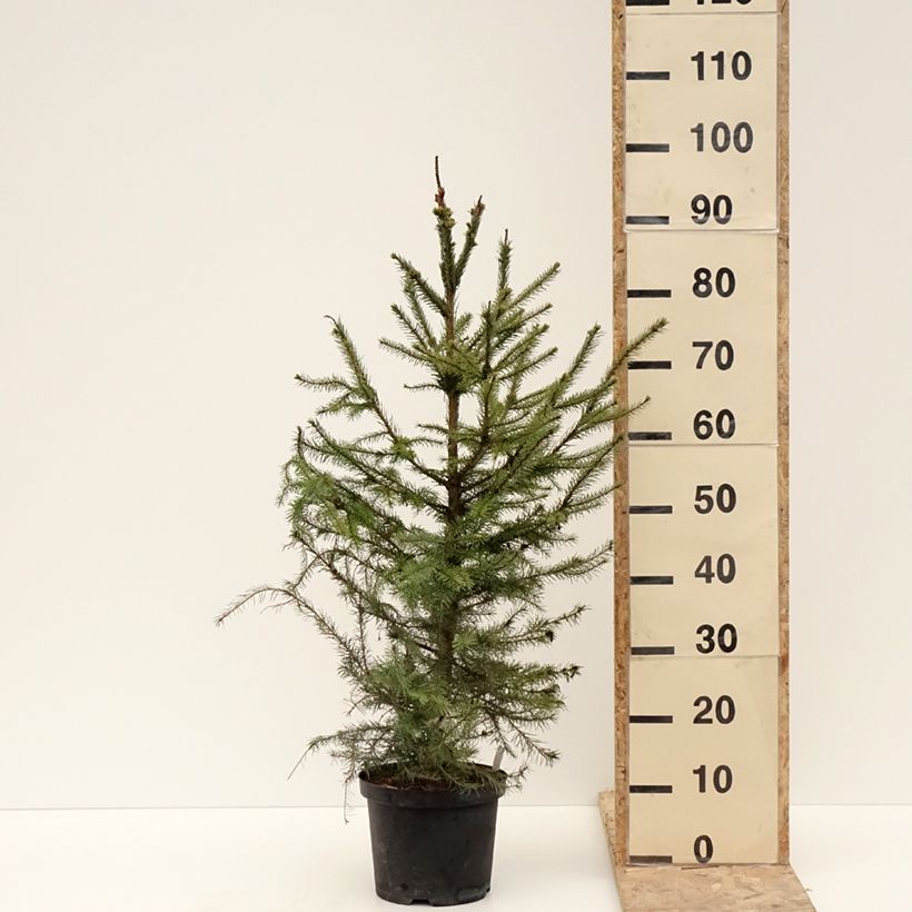 Exemplaar van Picea omorika - Épicéa de Serbie Pot de 3L/4L zoals geleverd in de winter