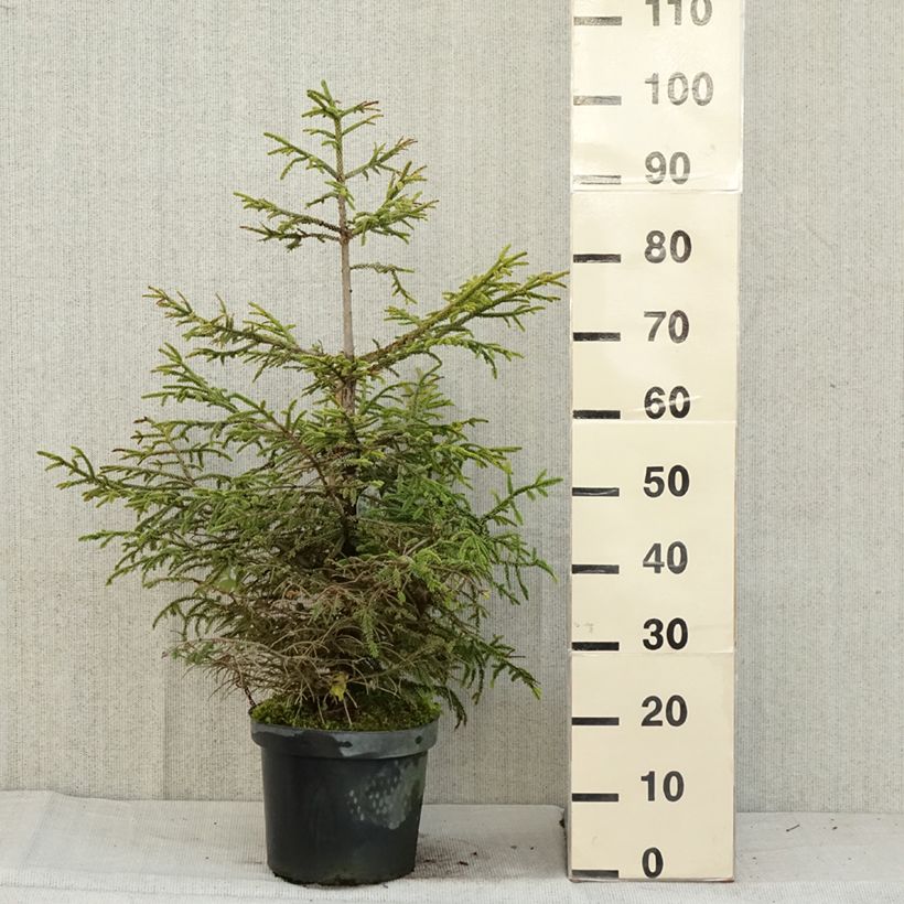 Exemplaar van Picea orientalis Aureospicata - Oosterse spar Pot van 7,5 l/10 l zoals geleverd in de herfst