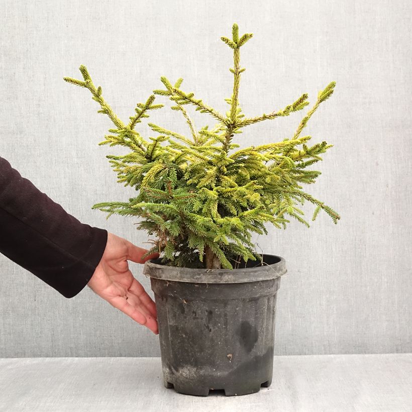 Exemplaar van Picea orientalis Barnes - Oosterse spar Pot van 3 l/4 l zoals geleverd in de herfst