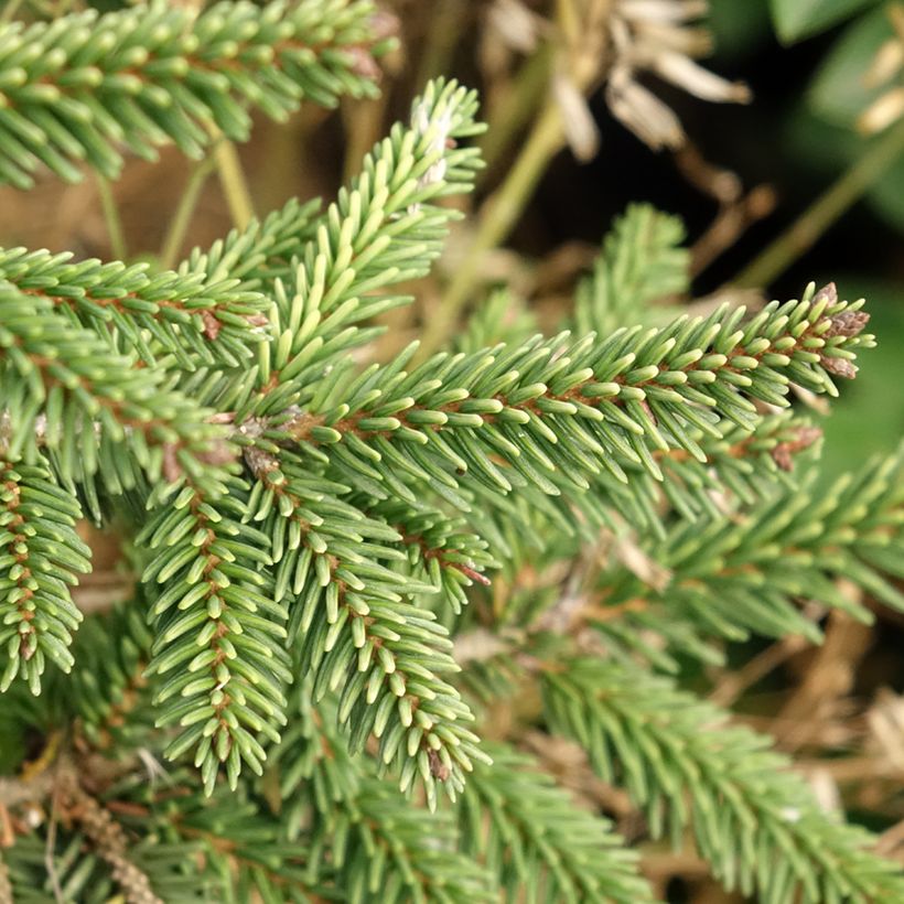 Picea orientalis Summergold - Oosterse spar (Blad)