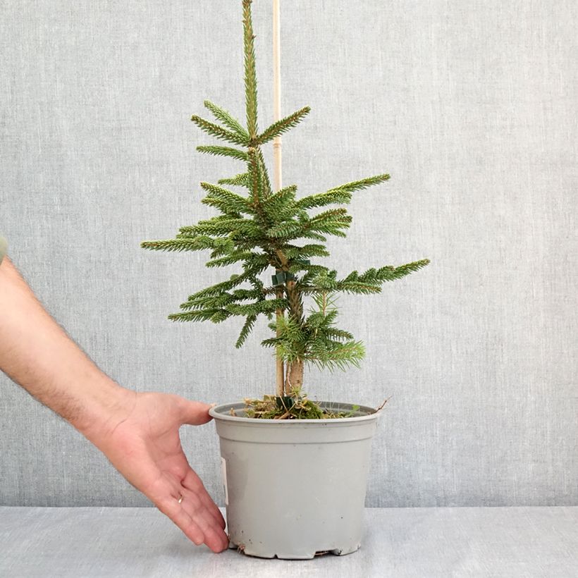 Exemplaar van Picea orientalis Summergold - Oosterse spar Pot van 3 l/4 l zoals geleverd in de zomer
