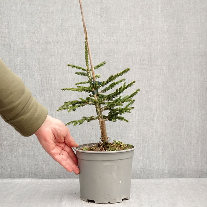 Example of Picea orientalis Summergold - Oosterse spar Pot van 3 l/4 l as you get in hiver