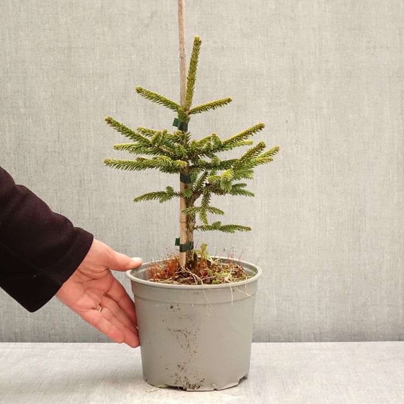 Exemplaar van Picea orientalis Summergold - Oosterse spar Pot van 3 l/4 l zoals geleverd in de lente
