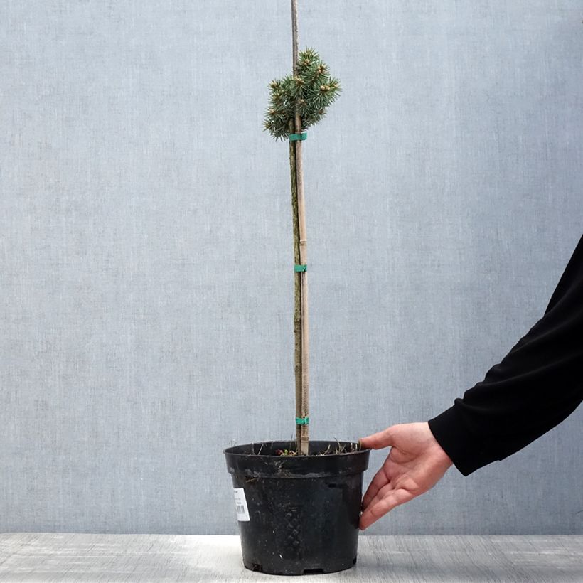 Example of Picea pungens Brynek - Blauwe spar Pot van 4 l/5 l, Stengel as you get in printemps