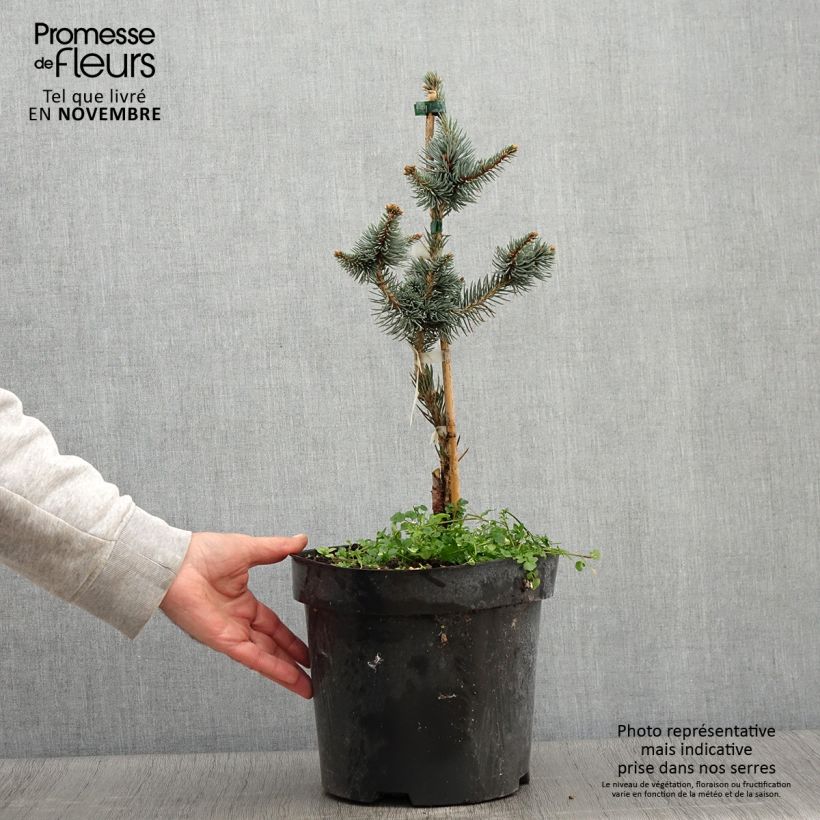 Exemplaar van Picea pungens Iseli Foxtail - Blauwe spar Pot van 3 l/4 l zoals geleverd in de herfst