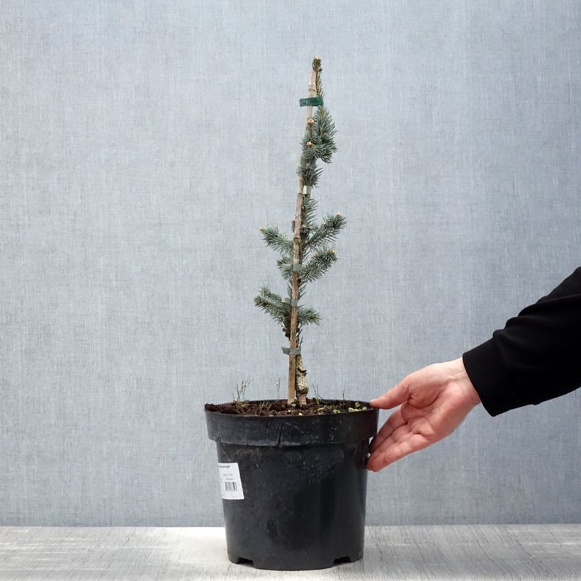 Exemplaar van Picea pungens Iseli Foxtail - Blauwe spar Pot van 3 l/4 l zoals geleverd in de lente