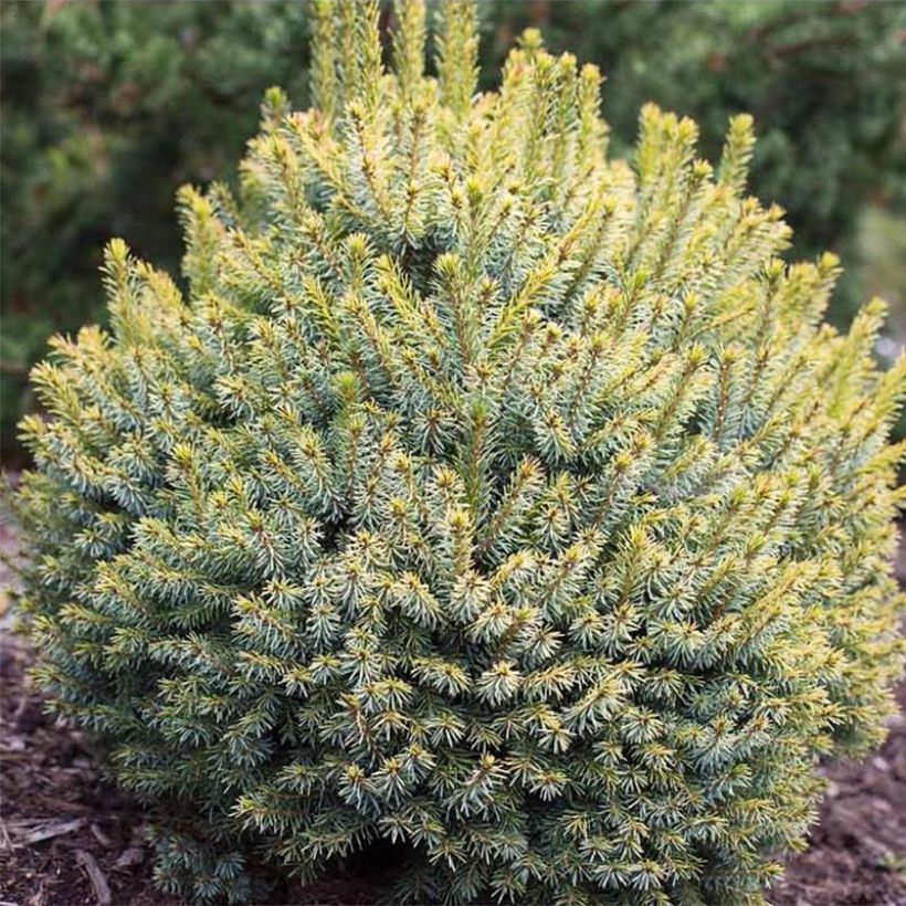 Picea sitchensis Midget - Sitkaspar (Foliage)