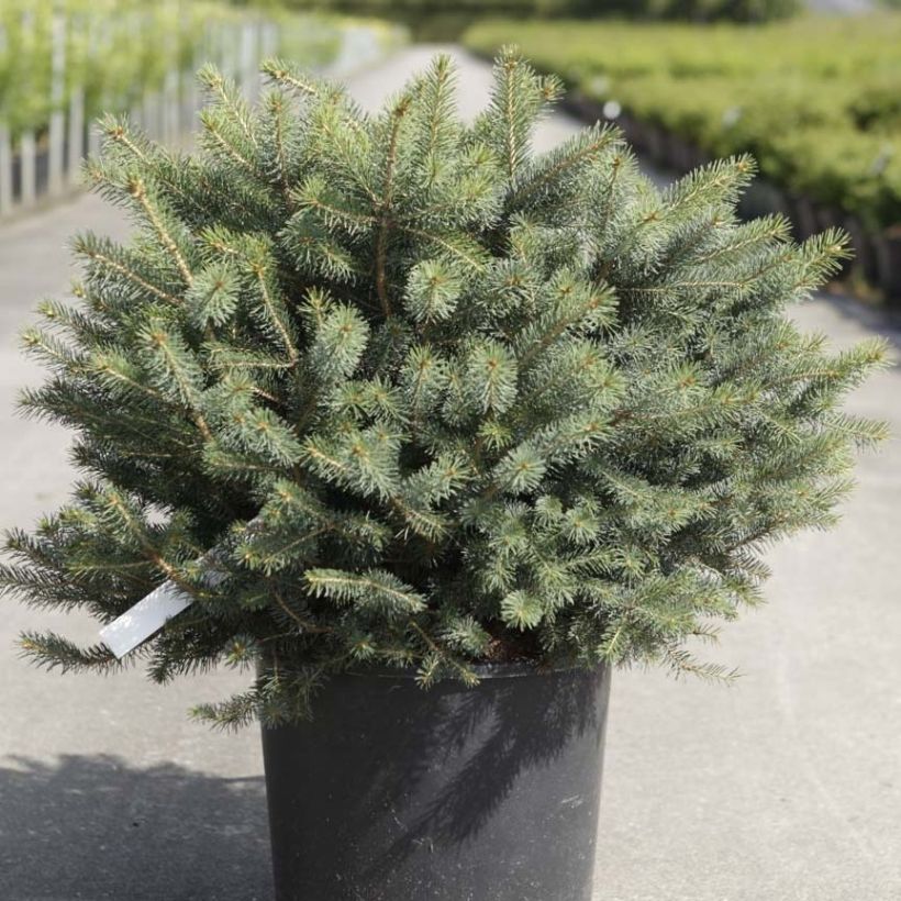Picea sitchensis Nana - Sitkaspar (Groeiplaats)