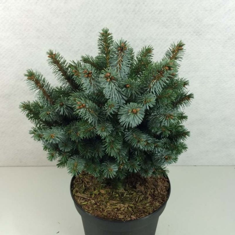 Picea sitchensis Silberzwerg - Sitkaspar (Groeiplaats)