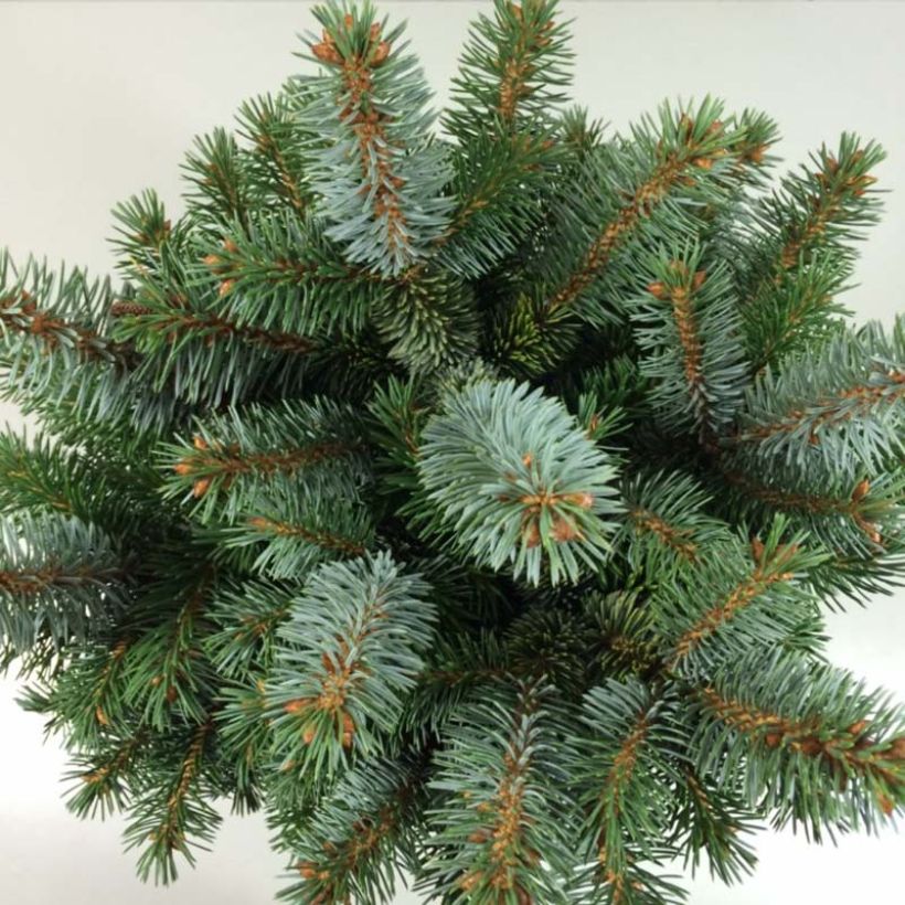 Picea sitchensis Silberzwerg - Sitkaspar (Blad)
