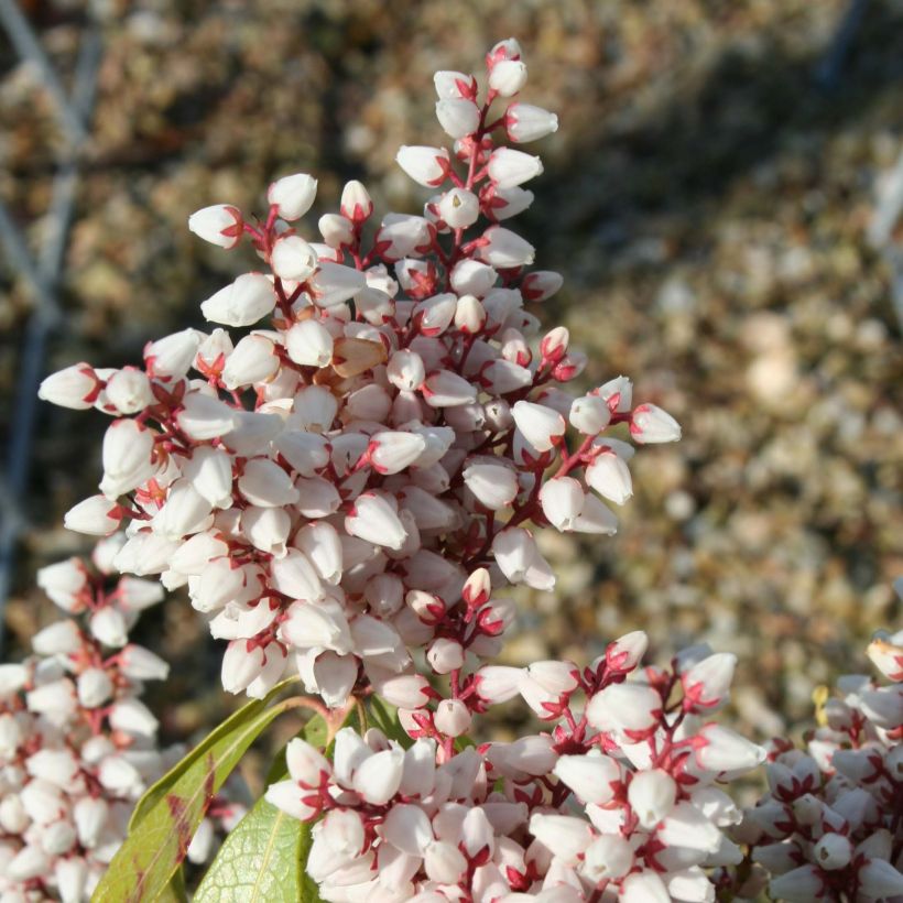 Pieris japonica Bonfire - Japanse rotsheide (Bloei)