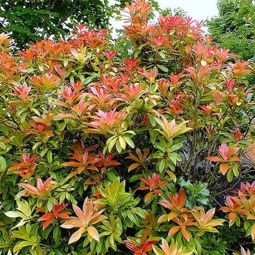 Pieris japonica Forest Flame - Japanse rotsheide (Groeiplaats)
