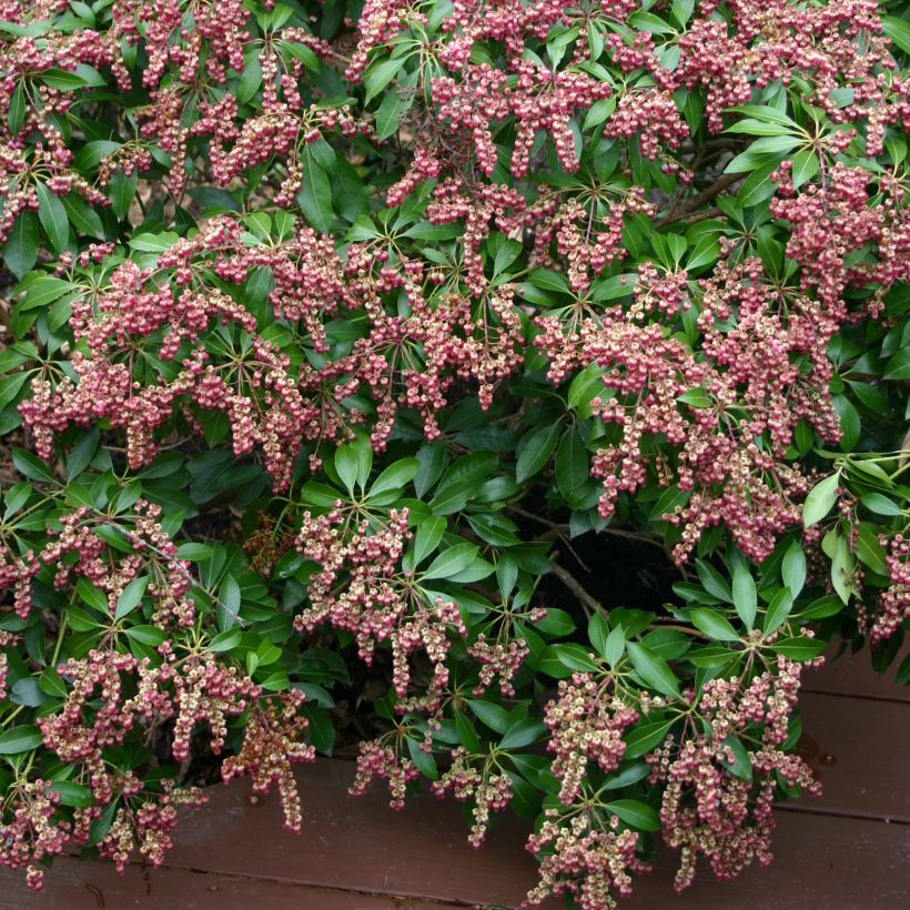 Pieris japonica Valley Valentine - Japanse rotsheide (Bloei)